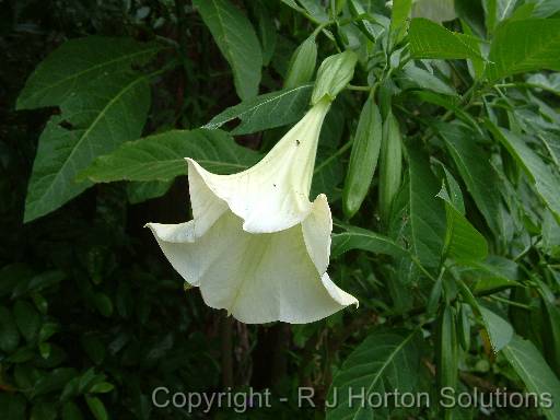 Angel's trumpet (Brugmansia)white 